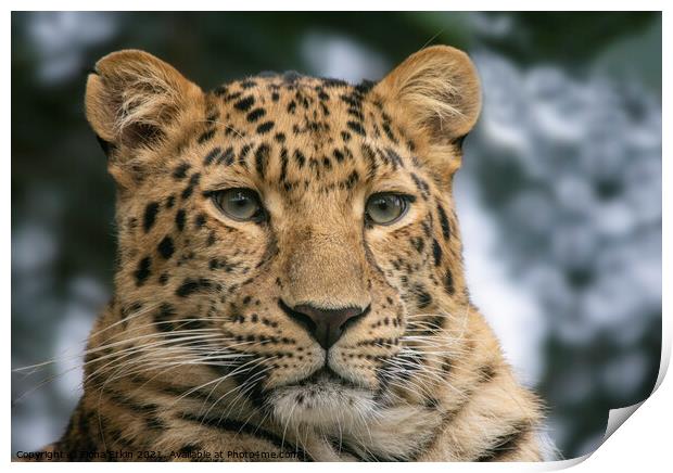 Amur Leopard Portrait Print by Fiona Etkin