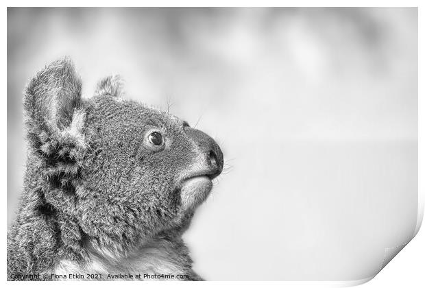 Koala portrait in Black and white Print by Fiona Etkin