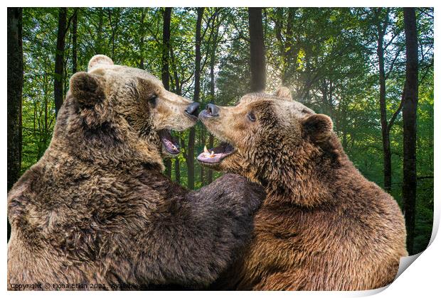 Brown Bears rubbing noses  Print by Fiona Etkin