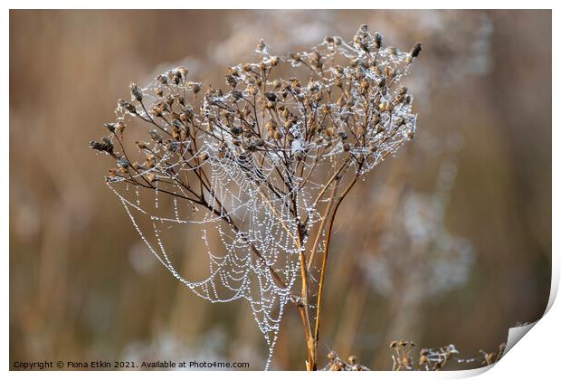 Morning dewdrops on a cobweb Print by Fiona Etkin