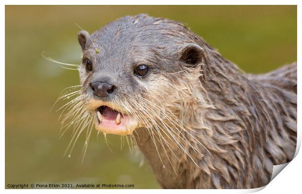 Otterly cutesome Print by Fiona Etkin