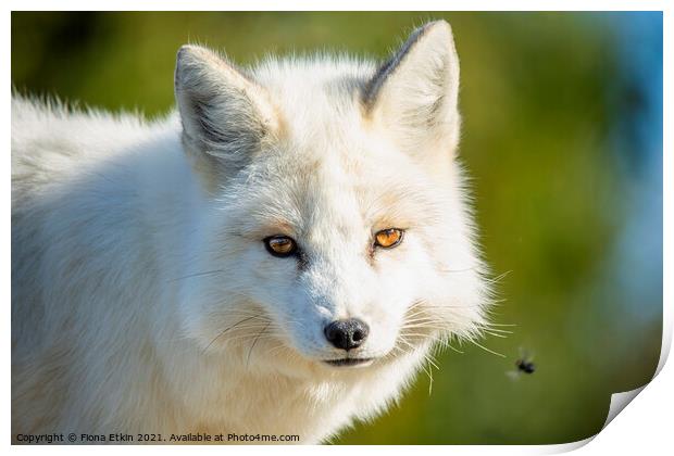 A close up of a  white fox Print by Fiona Etkin