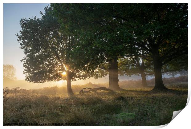 Daybreak through the trees Print by Fiona Etkin