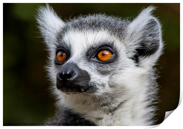 Ringtailed Lemur with bright orange eyes and scary fangs Print by Fiona Etkin
