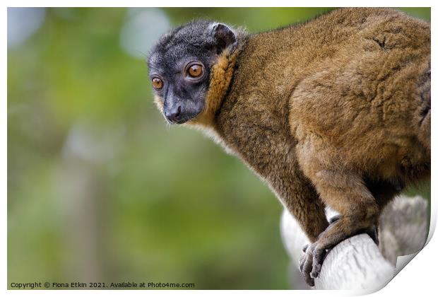 Collared Lemur portrait Print by Fiona Etkin