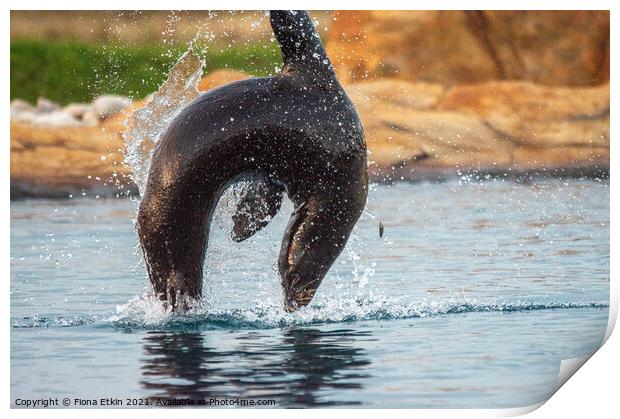 Californian Sealion in mid-air leap Print by Fiona Etkin