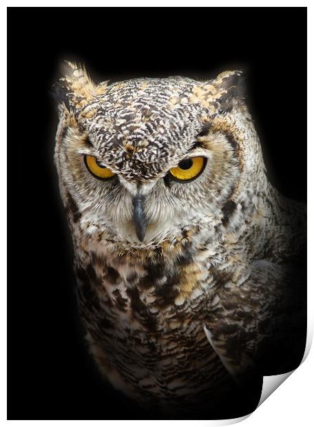 Owl with yellow eyes Print by PAULINE Crawford