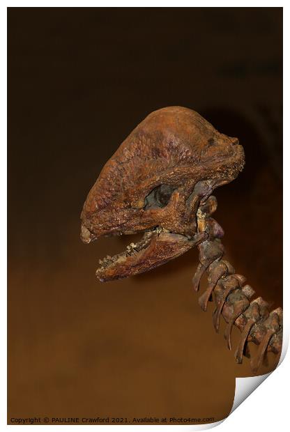 Prehistoric Dinosaur Dino Bones Skull Drumheller A Print by PAULINE Crawford