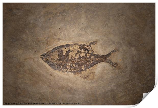 Prehistoric Fossils Fish Fossil in Rock or Stone Print by PAULINE Crawford
