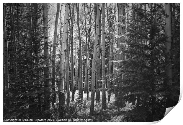 The Forest - Poplar and Birch Trees in Black and W Print by PAULINE Crawford
