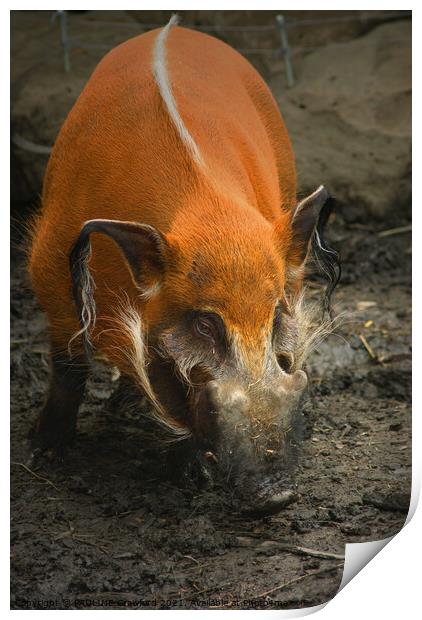 Wild Boar Pig in Mud Print by PAULINE Crawford