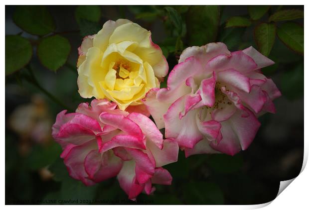 Multi Color Roses Yellow Pink White Rose Petals Print by PAULINE Crawford