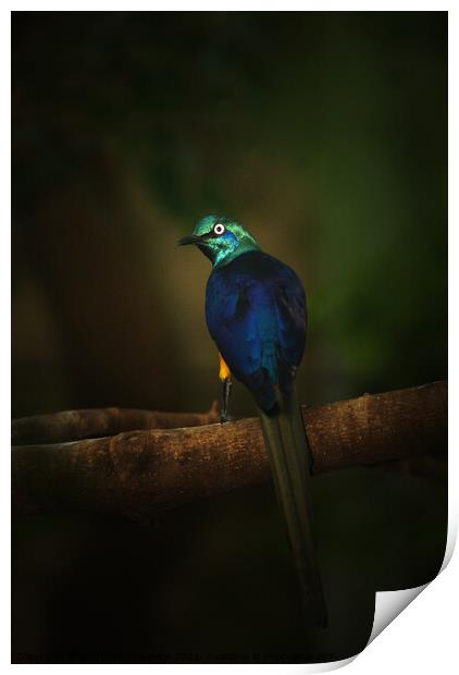 Exotic Blue and Green Bird Long Tail Feathers Print by PAULINE Crawford