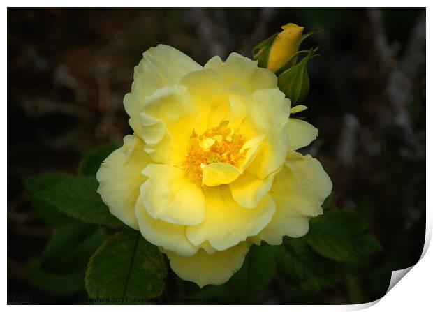 Yellow Rose Petals with Rosebud Print by PAULINE Crawford