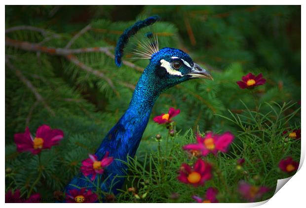 Peacock Bird in Flower Patch Print by PAULINE Crawford