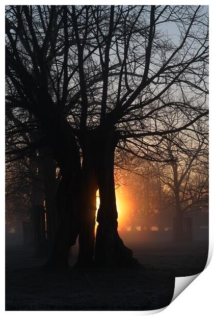 Sunrise in Bushy Park Print by Jennifer Walker