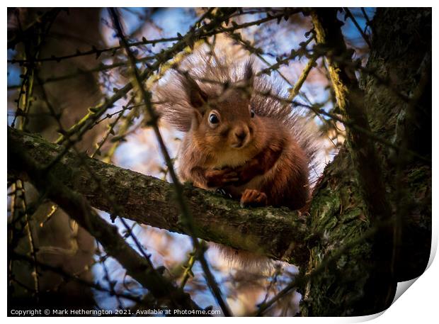 Red Squirrel Print by Mark Hetherington