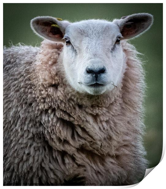 An inquisitive sheep Print by Mark Hetherington
