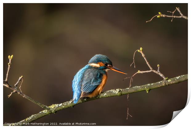 Kingfisher waiting for lunch  Print by Mark Hetherington