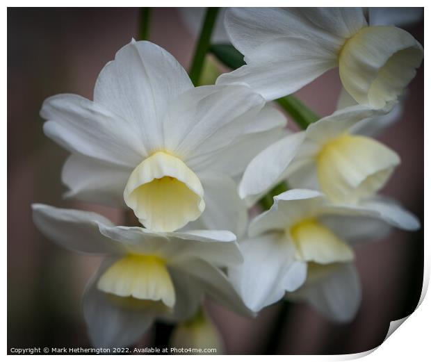 Narcissi Silver Chimes Print by Mark Hetherington
