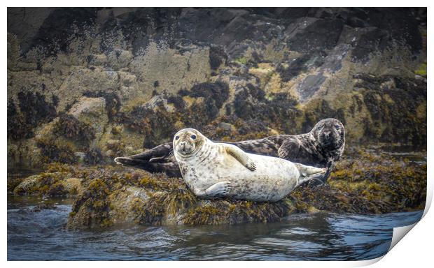 Seals lounging around Print by Mark Hetherington