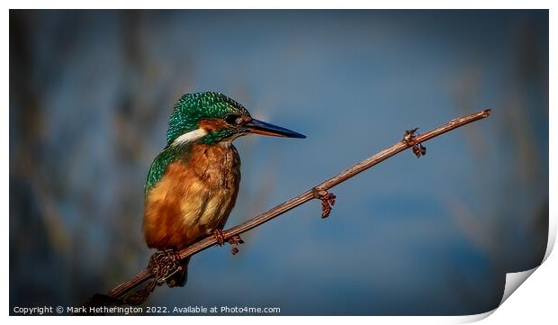 The King of Fishers Print by Mark Hetherington