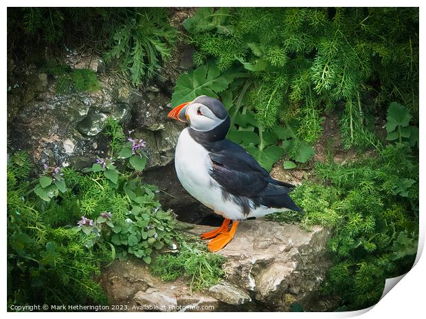 Puffin Print by Mark Hetherington