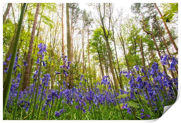 In The Bluebells Print by Picture Wizard