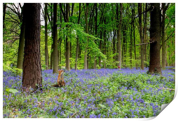 Fox And The Bluebells Print by Picture Wizard