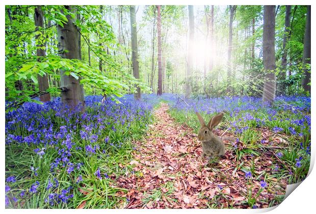 Bunny and Bluebells Print by Picture Wizard