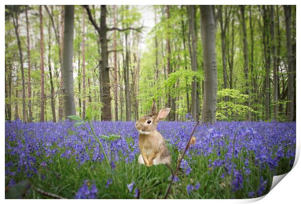 Bunny In The Bluebells Print by Picture Wizard