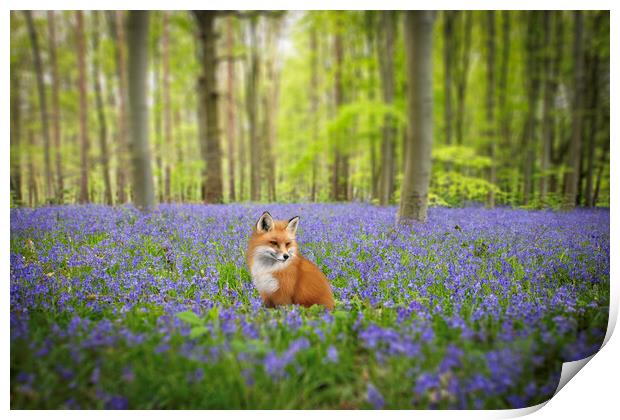 Fox In The Bluebells Print by Picture Wizard