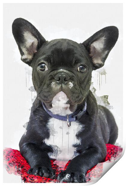 French Bulldog Print by Picture Wizard