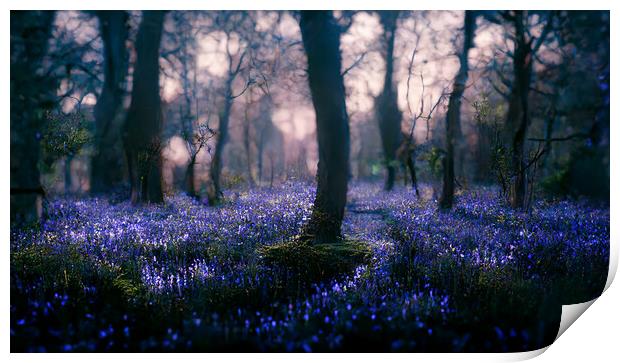 A magical bluebell wood Print by Picture Wizard