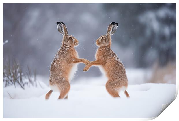 Boxing Hares Print by Picture Wizard