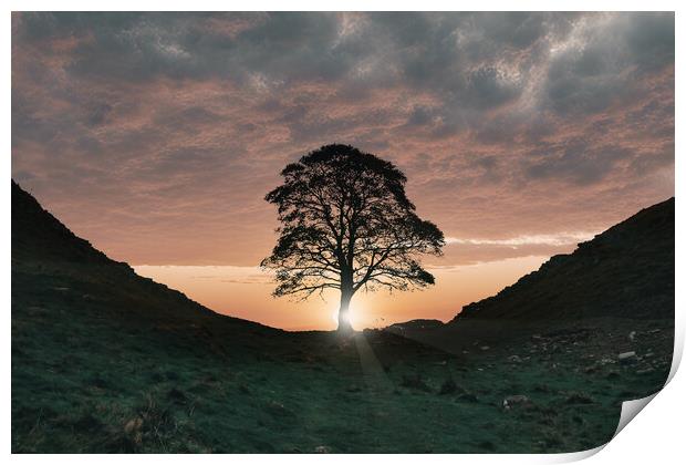 The Sycamore Tree Print by Picture Wizard