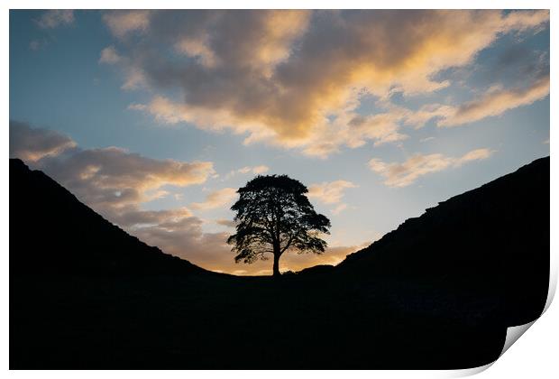 Sycamore Gap Sunrise Print by Picture Wizard