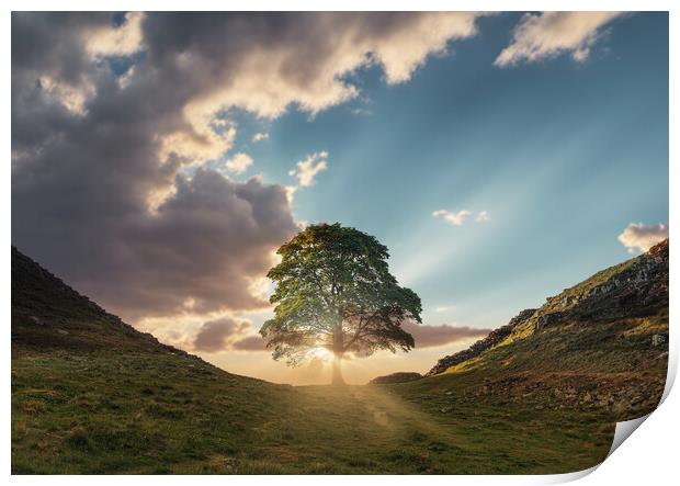 Sycamore Gap Sunrise Print by Picture Wizard