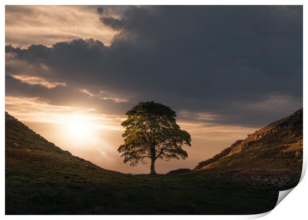Sycamore Gap Print by Picture Wizard