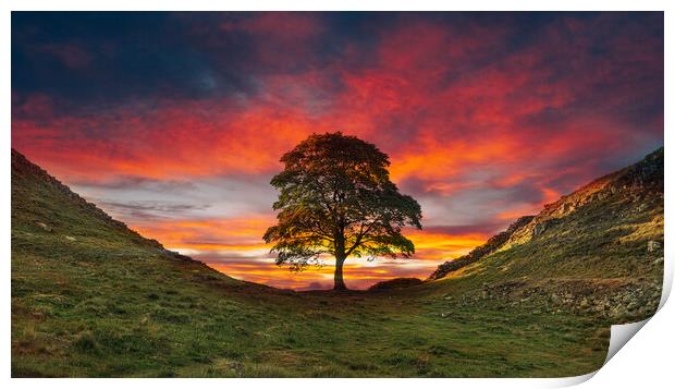 Sycamore Gap Hadrians Wall Print by Picture Wizard
