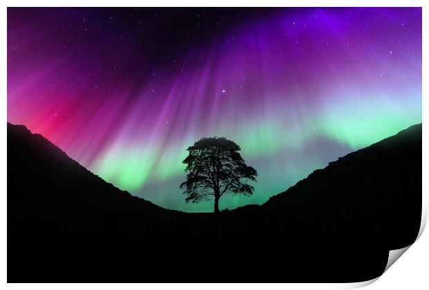 Sycamore Gap Aurora Print by Picture Wizard