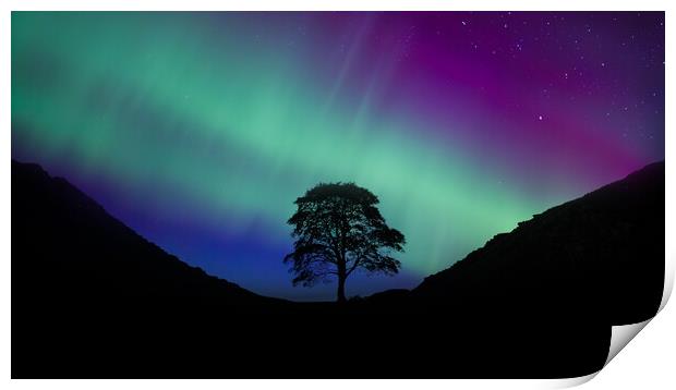Sycamore Gap Aurora Print by Picture Wizard