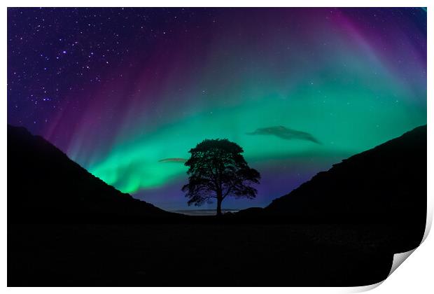 Sycamore Gap Aurora Print by Picture Wizard