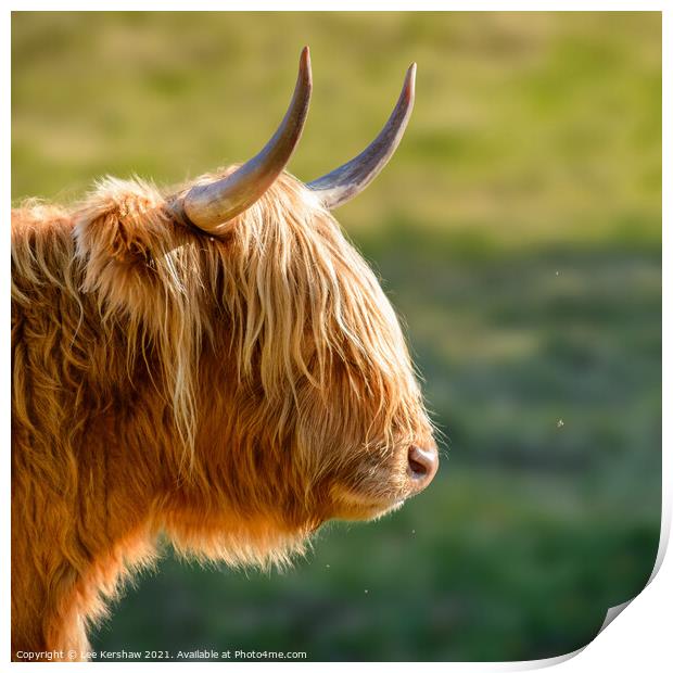 Highland cow watching a tiny fly Print by Lee Kershaw