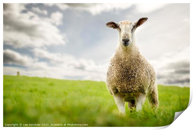 Portrait of blue faced leicester tup Print by Lee Kershaw