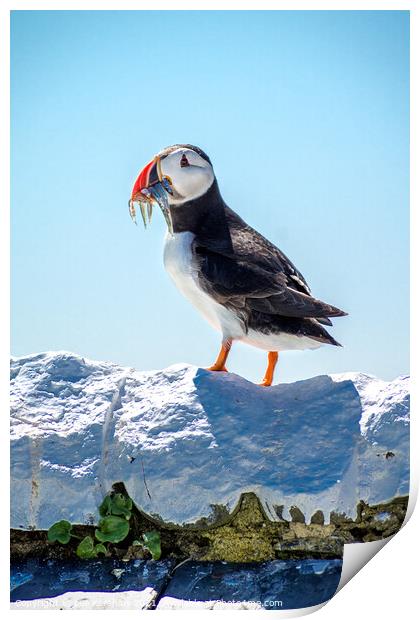 A full catch Puffin  Farne Islands Print by Lee Kershaw