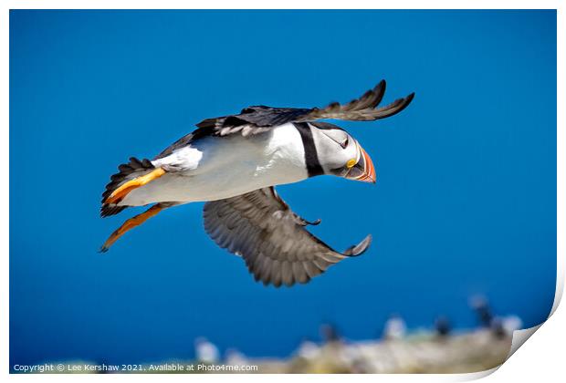 Flying Puffin over Farne Islands Print by Lee Kershaw