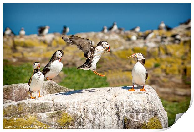 Into land Puffin group Farne Islands Print by Lee Kershaw