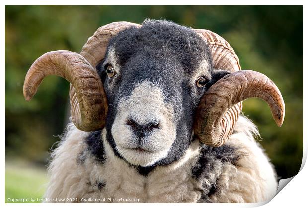 An adorable Black Faced Ram Print by Lee Kershaw