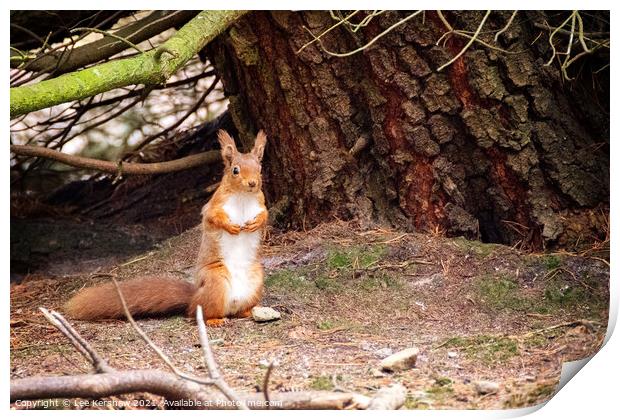 Standing Northumbrian red squirrel Print by Lee Kershaw